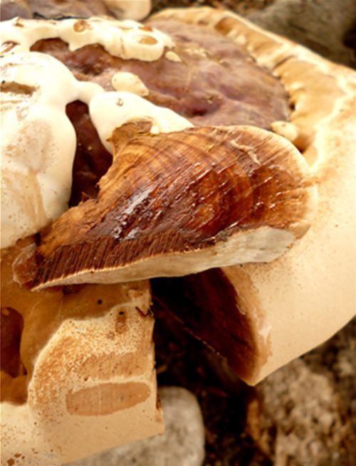 A flesh cross-section from a bracket on beech near Hampstead Heath, London